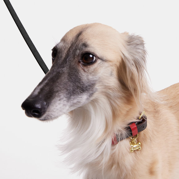 Coach Dog Nwt Coach Outlet Boxed Small Pet Collar In Signature